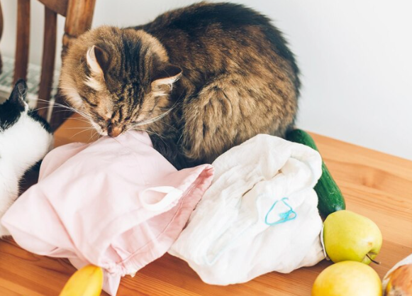 How to Get Cat Pee Smell Out of Clothes: A Complete Guide